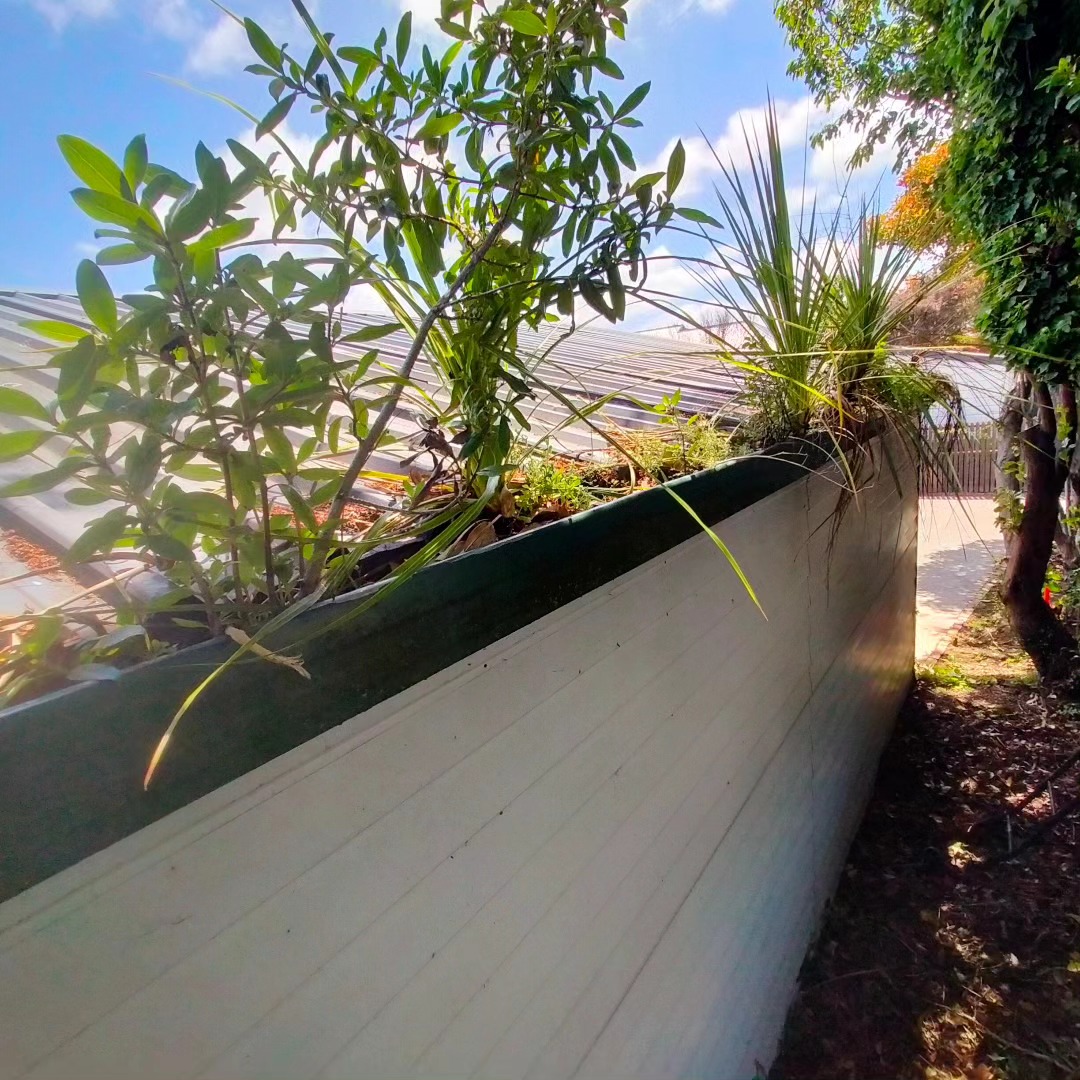 Overgrown gutter: before