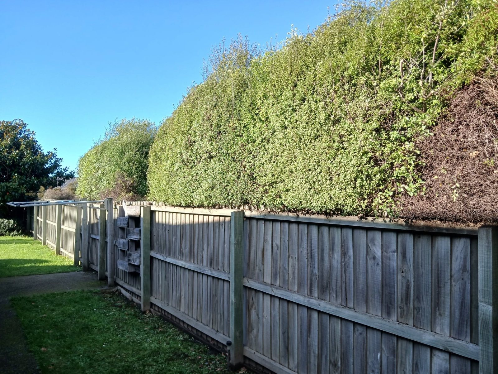 Hedge trimmed back off the fence line, Christchurch