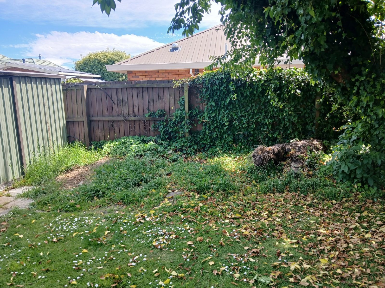 Overgrown backyard with ivy-covered fence before tidy-up, Christchurch