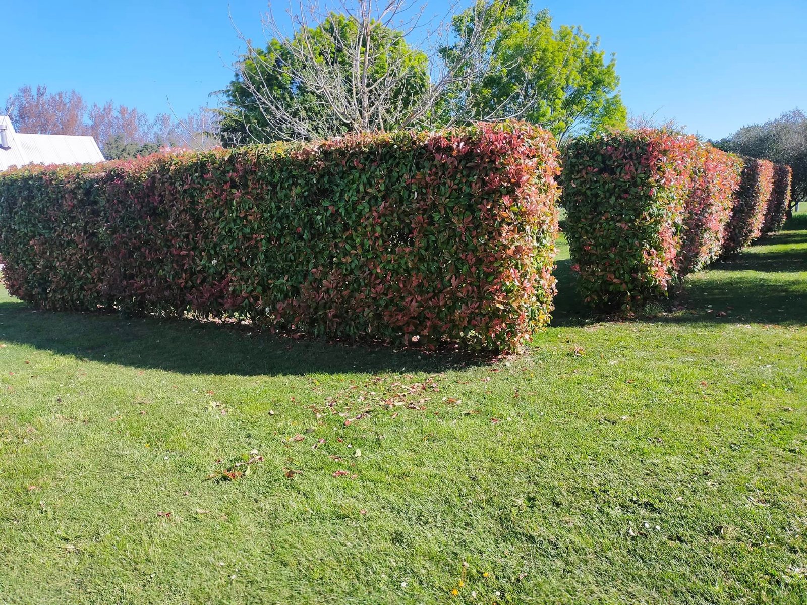 Photinia hedges trimmed into square blocks, Canterbury