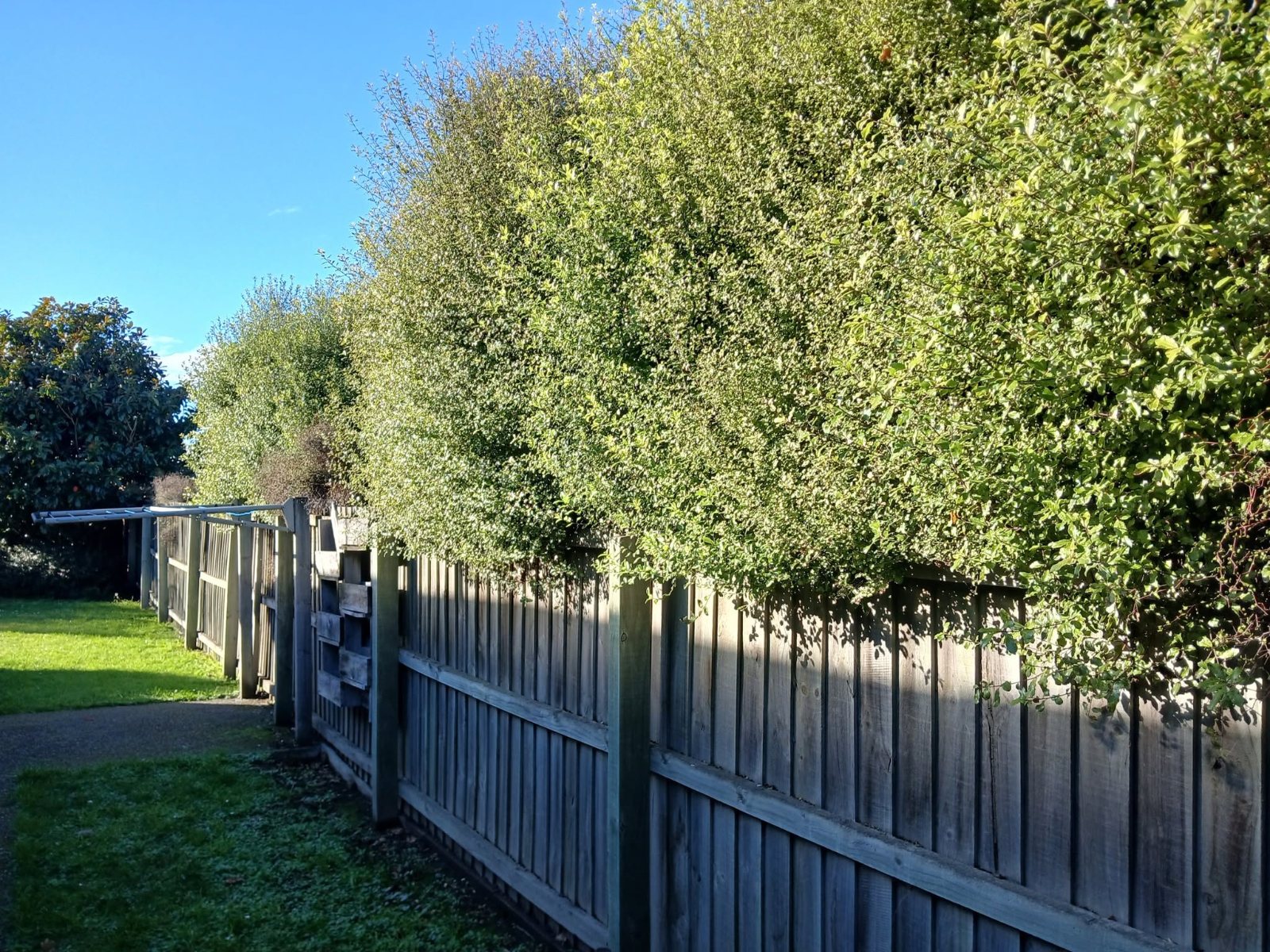 Overgrown hedge spilling over a fence before trimming, Christchurch
