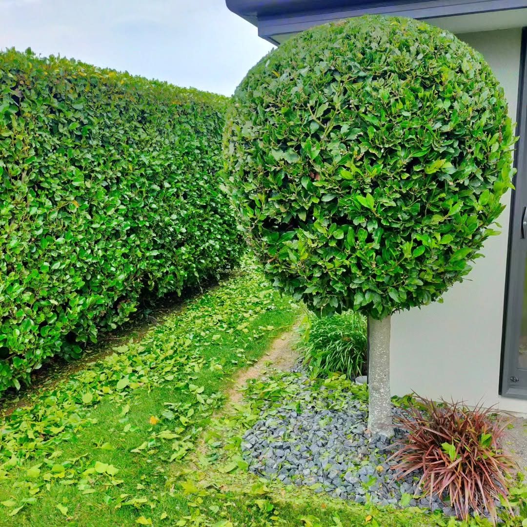 Topiary ball tree and tall hedge freshly trimmed, Christchurch